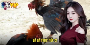 Đá gà trực tiếp C1