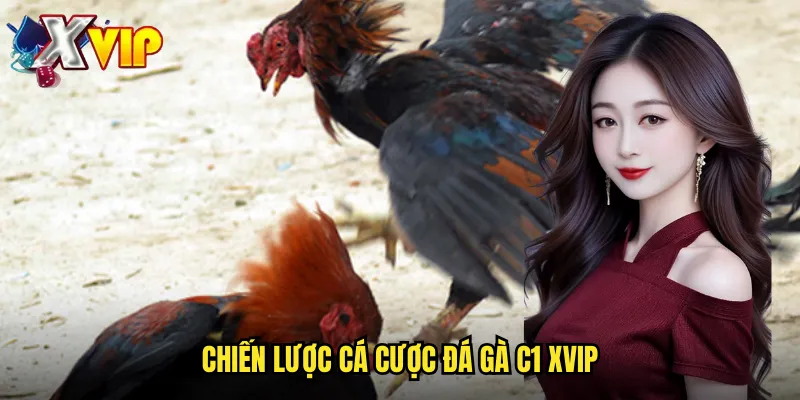 Đá Gà Trực Tiếp C1 Xvip - Cá Cược Đá Gà Hàng Ngày Kịch Tính 3 Chiến Lược Cá Cược Đá Gà C1 Xvip