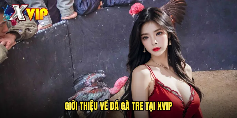 Đá Gà Tre Xvip - Cá Cược Đá Gà Nòi Việt Truyền Thống 2 Giới Thiệu Về Đá Gà Tre Tại Xvip