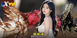Đá Gà Lai