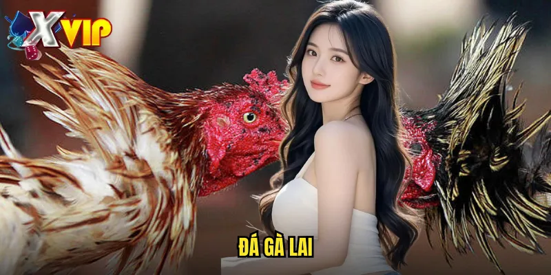 Đá Gà Lai Xvip - Cá Cược Đá Gà Lai Chéo Với Sức Mạnh Lợi Hại 1 Đá Gà Lai