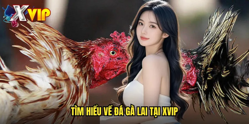 Đá Gà Lai Xvip - Cá Cược Đá Gà Lai Chéo Với Sức Mạnh Lợi Hại 2 Tìm Hiểu Về Đá Gà Lai Tại Xvip