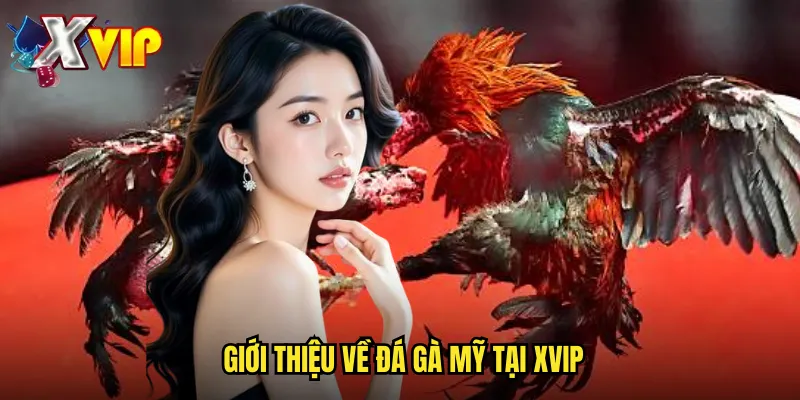 Đá Gà Mỹ Xvip - Cá Cược Đá Gà Quốc Tế Với Những Bộ Gà Mạnh Nhất 2 Giới Thiệu Về Đá Gà Mỹ Tại Xvip