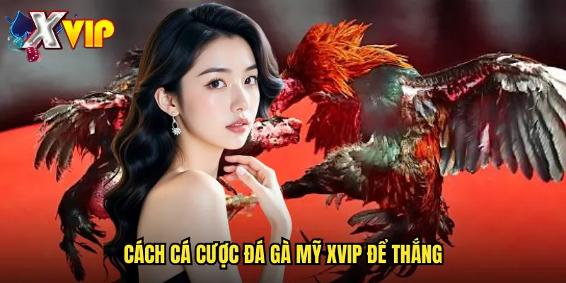 Đá Gà Mỹ Xvip - Cá Cược Đá Gà Quốc Tế Với Những Bộ Gà Mạnh Nhất 3 Cách Cá Cược Đá Gà Mỹ Xvip Để Thắng