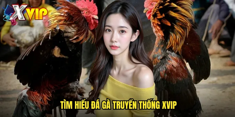 Đá Gà Truyền Thống Tại Xvip - Bảo Tồn Văn Hóa Dân Tộc 2 Tìm hiểu đá gà truyền thống xvip