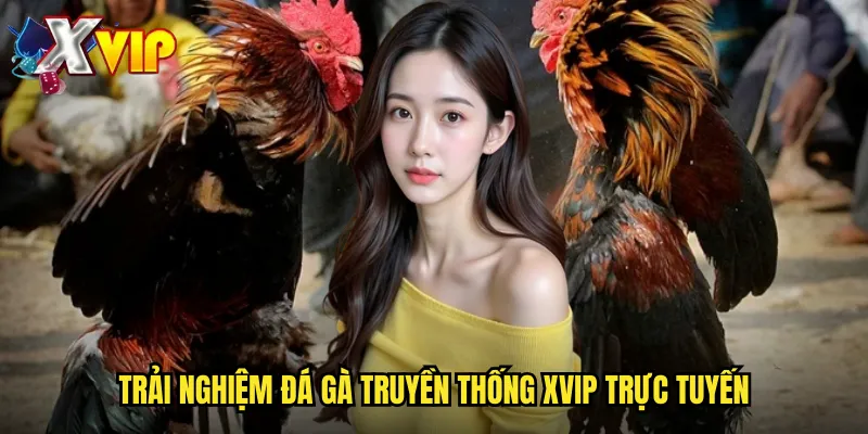 Đá Gà Truyền Thống Tại Xvip - Bảo Tồn Văn Hóa Dân Tộc 3 Trải nghiệm đá gà truyền thống xvip trực tuyến