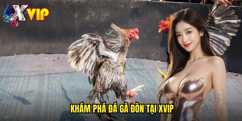 Đá Gà Đòn Xvip - Kịch Tính Từng Hiệp Đấu 2 Khám phá đá gà đòn tại xvip