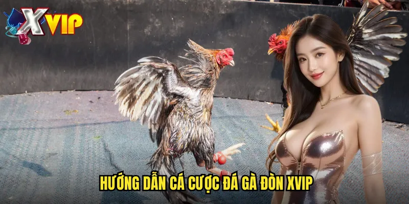 Đá Gà Đòn Xvip - Kịch Tính Từng Hiệp Đấu 3 Hướng dẫn cá cược đá gà đòn xvip