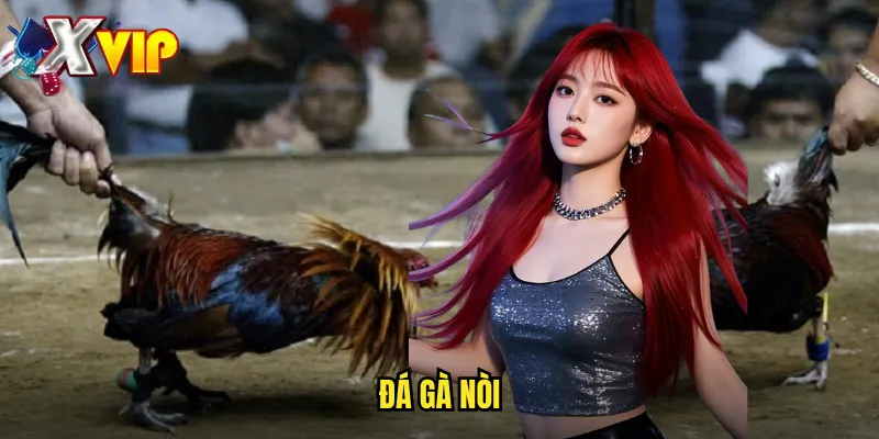 Đá Gà Nòi Tại Xvip - Giống Gà Thuần Chủng Chất Lượng Cao 1 đá gà nòi