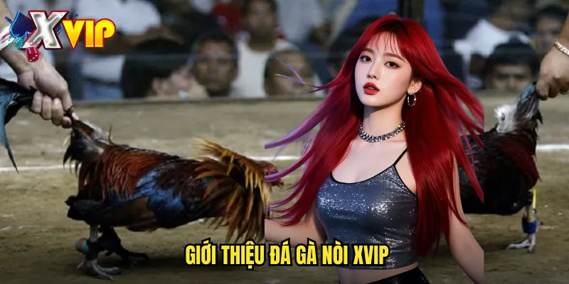 Đá Gà Nòi Tại Xvip - Giống Gà Thuần Chủng Chất Lượng Cao 2 Giới thiệu đá gà nòi xvip