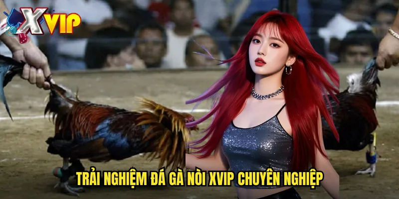Đá Gà Nòi Tại Xvip - Giống Gà Thuần Chủng Chất Lượng Cao 3 Trải nghiệm đá gà nòi xvip chuyên nghiệp