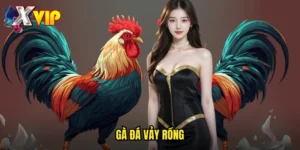 gà đá vảy rồng