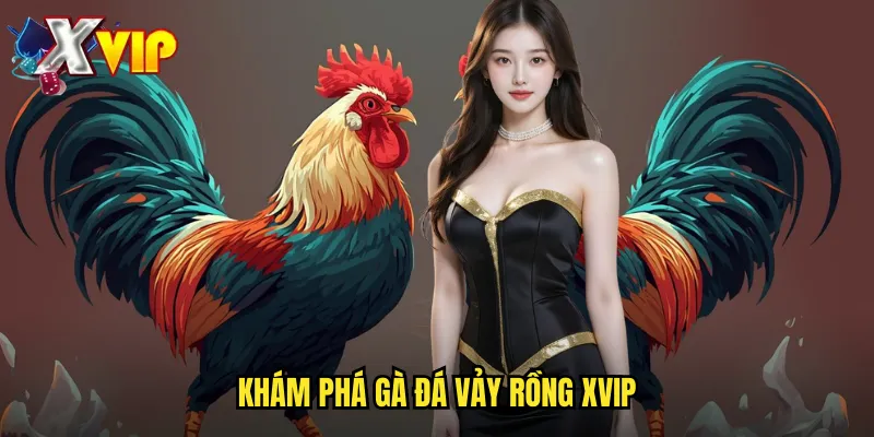 Gà Đá Vảy Rồng Tại Xvip - Dòng Gà Quý Hiếm Và Mạnh Mẽ 2 Khám phá gà đá vảy rồng xvip