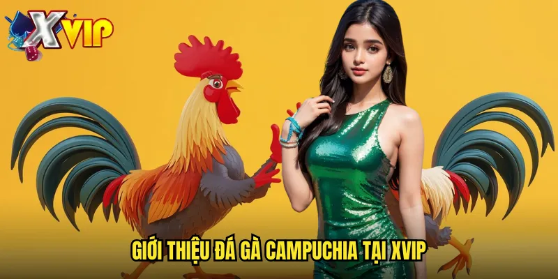 Giới thiệu đá gà Campuchia tại xvip