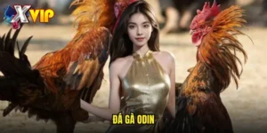 đá gà Odin