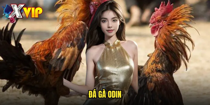 Đá Gà Odin Tại Xvip - Trải Nghiệm Công Nghệ Hiện Đại 1 đá gà Odin