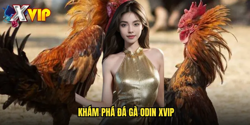 Đá Gà Odin Tại Xvip - Trải Nghiệm Công Nghệ Hiện Đại 2 Khám phá đá gà Odin xvip