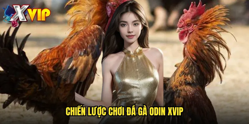 Đá Gà Odin Tại Xvip - Trải Nghiệm Công Nghệ Hiện Đại 3 Chiến lược chơi đá gà Odin xvip