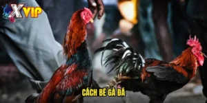cách bế gà đá