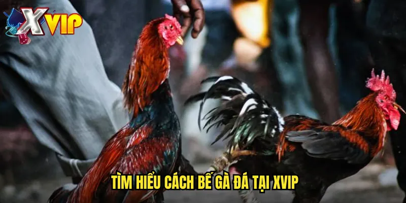 Cách Bế Gà Đá Xvip - Kỹ Thuật Chuyên Nghiệp Cho Người Chơi 2 Tìm hiểu cách bế gà đá tại xvip