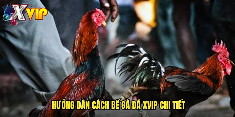Cách Bế Gà Đá Xvip - Kỹ Thuật Chuyên Nghiệp Cho Người Chơi 3 Hướng dẫn cách bế gà đá xvip chi tiết