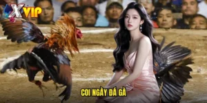 coi ngày đá gà