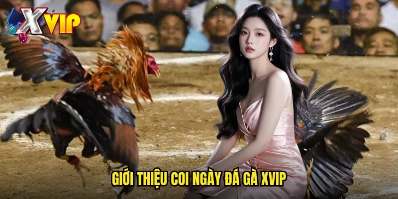 Coi Ngày Đá Gà Tại Xvip - Chọn Ngày Tốt Mang Lại May Mắn 2 Giới thiệu coi ngày đá gà xvip