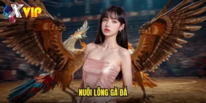 nuôi lông gà đá