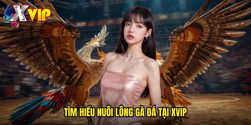 Nuôi Lông Gà Đá Xvip - Bí Quyết Chăm Sóc Gà Chiến Thắng 2 Tìm hiểu nuôi lông gà đá tại xvip