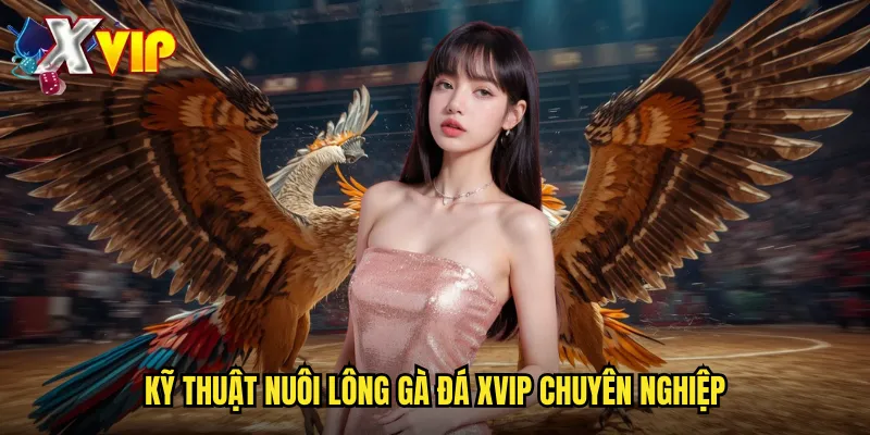 Nuôi Lông Gà Đá Xvip - Bí Quyết Chăm Sóc Gà Chiến Thắng 3 Kỹ thuật nuôi lông gà đá xvip chuyên nghiệp