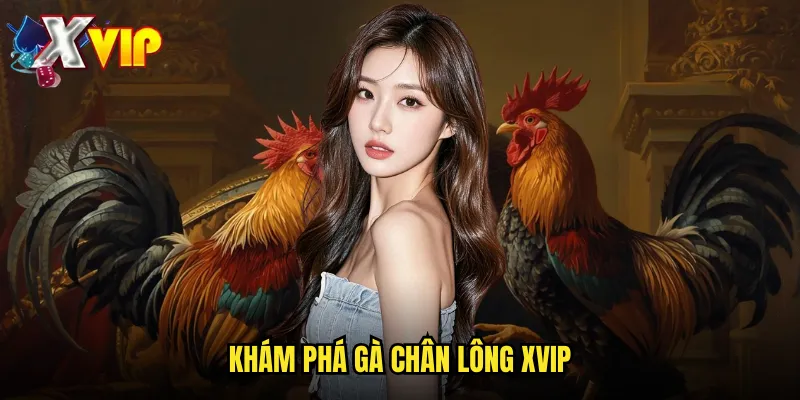 Khám phá gà chân lông xvip