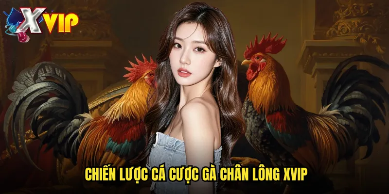 Chiến lược cá cược gà chân lông xvip